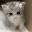 Meow-_ avatar