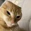 Sideeye_Cat_Official avatar