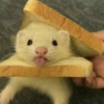 @ferret_cute