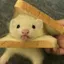 ferret_cute avatar