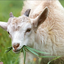 ILOVEGOATS_GREEN avatar