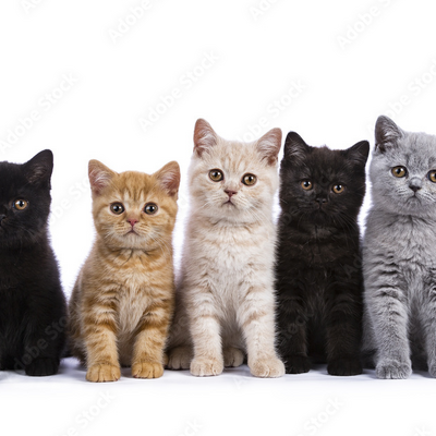 @The_5_Cats