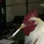 tHezDeatqx avatar