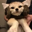 barkbark avatar