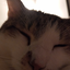 chiliToT avatar