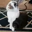 bunnylol avatar