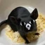siriyapornNaitip avatar