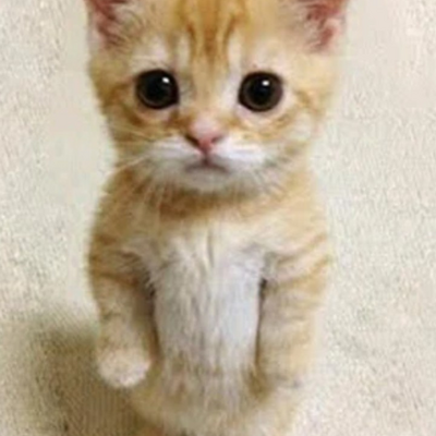 @pingss