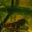 shrimp_000 avatar
