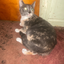 kitty-like-fries avatar