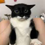 catlover1125 avatar