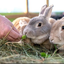 sofabunny avatar