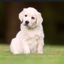 iamadoglover avatar