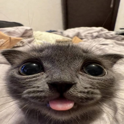 @KapsKat