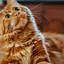 Luisexx_the_cat_br avatar