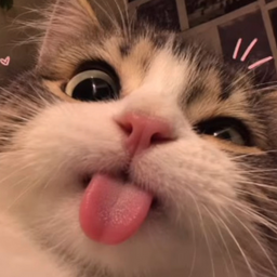 @sallyXD