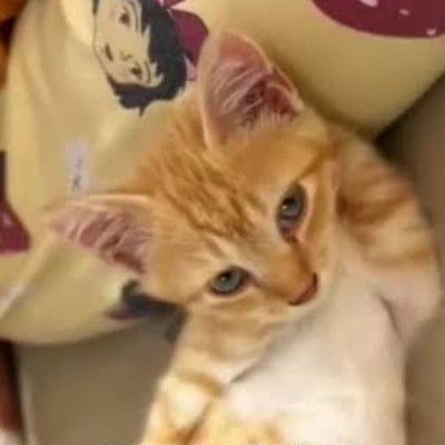 @_DOCHI_DA_MEOW_
