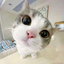 MULTIFANDOMWITHKITTY avatar
