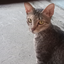 ImTolung_thecat avatar