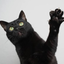 BlackCatGP avatar
