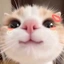 _Tokie_ avatar