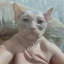 Wottie avatar