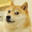 doge_r avatar