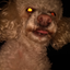 benigen_ avatar