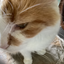 iamacat avatar