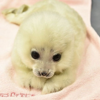 @KittyLikes_Seals