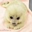 KittyLikes_Seals avatar