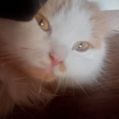 @Imissmycat_1247