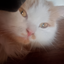 Imissmycat_1247_localcat avatar