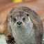 mr_otter avatar