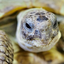 Turtle-Pax avatar