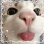 laylax avatar