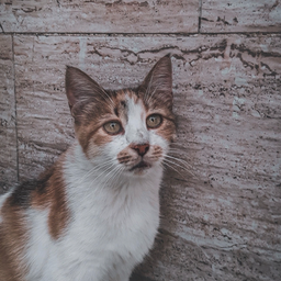 @whitecat111