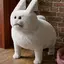 builderboi89 avatar