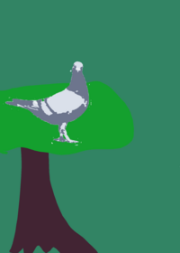 one little pigeon