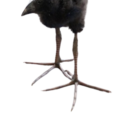 @puekeko
