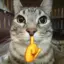 a_cat_V2 avatar