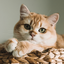 --ROSE_THE_kittycat-- avatar