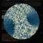 NotLucid avatar
