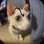 Nora_TheCat avatar