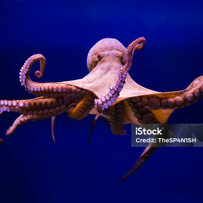 @Squid_Studio