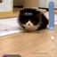 CatNumberBoocker avatar