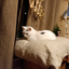 MR_kittycat82 avatar