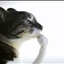 IDIOTINYOURFYP avatar
