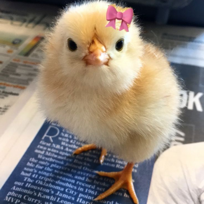 @chick_123