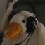 TackytheDuck_01 avatar